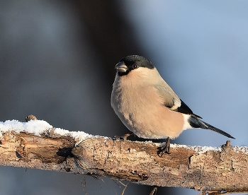 Bullfinch / ***