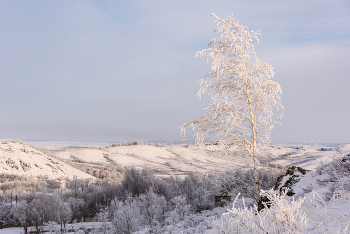 Silver birch / ***