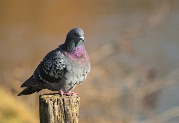 The Pigeon on the Post / The Pigeon on the Post, is captured at Cooper Creek Park, located in Columbus, Georgia.