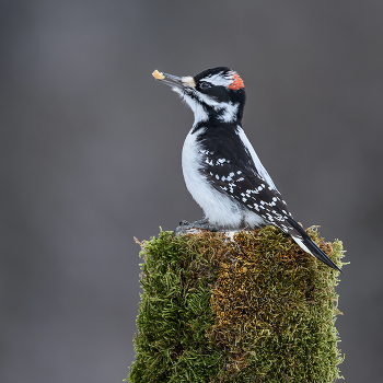 Hairy Woodpecker (male) / ***