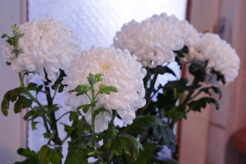 Chrysanthemums / ***