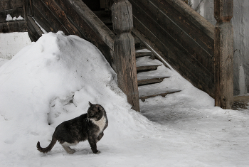 Yard Cat ... / ***