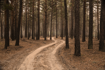 in the autumn forest / ***