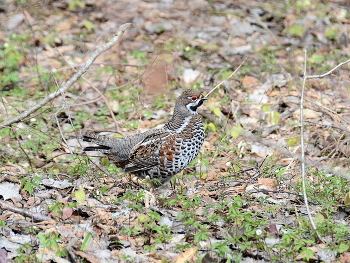 grouse / ***