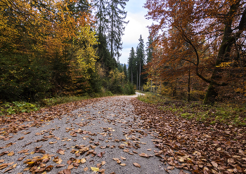 Late autumn. / ***