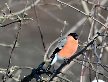 Bullfinch / ***