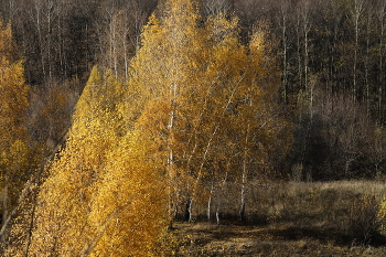 &nbsp; / ***