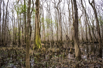 Cypress swamp / Congaree National park, South Carolina