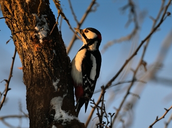 Woodpecker / ***