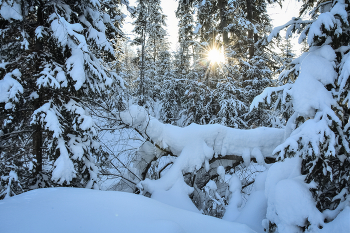 Forest in winter in the snow / ***