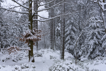 After a snowfall. / ***