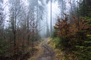 Autumn mist. / ***