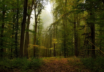 Fog leaves / ***