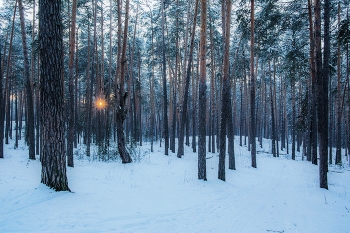 evening in the forest / ***