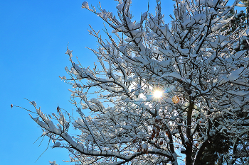 Frost and sun - a wonderful day ... / ***