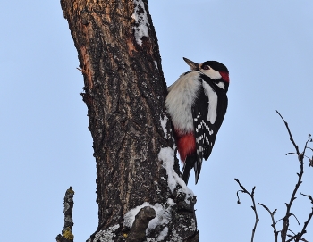 Woodpecker / ***