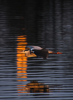 Morning flight / ***