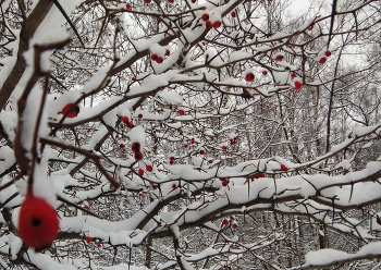 Red on White / ***