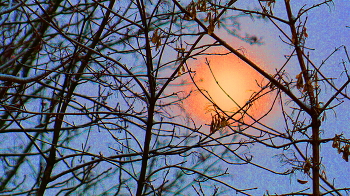 Winter Sun / ***