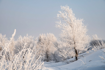 Enchantress winter enchanted, forest stands ... / ***