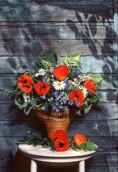 Poppies / ***