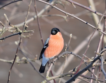 Bullfinch / ***