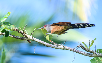 Hispaniolan Lizard-Cuckoo (Coccyzus longirostris) / ***