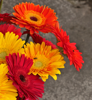 Gerberas / ***