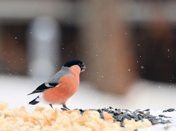 Bullfinch / ***