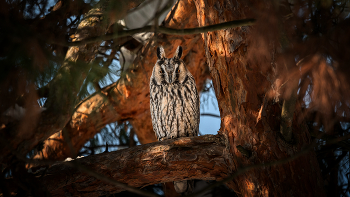 Screech-owl / ***