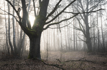 in the morning mist / ***