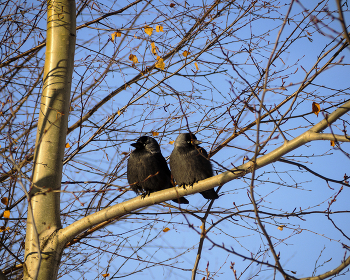 Jackdaws / ***