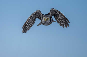 Northern Hawk Owl / ***