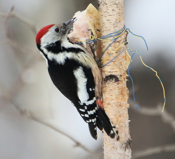 Middle spotted woodpecker / ***