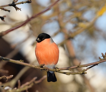 Bullfinch / ***