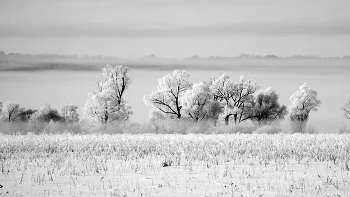 Frosty morning. / ***