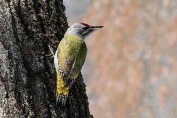 Grizzled woodpecker. / ***