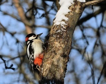 Woodpecker / ***