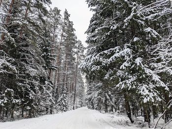 Winter road / ***