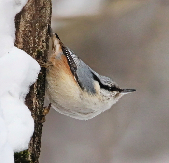 Nuthatch / ***