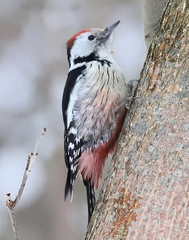 Middle spotted woodpecker / ***