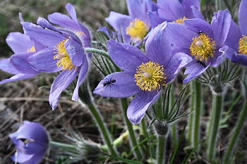 &nbsp; / &quot; &quot; &quot;