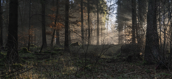 Morning in the forest / ***