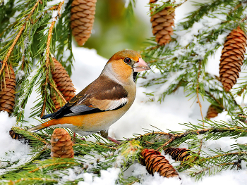 in the winter forest / ***