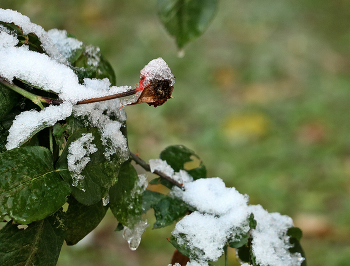 Early snow / ***