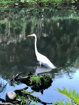 Egret / ***