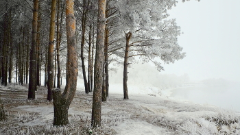 winter forest. / ***