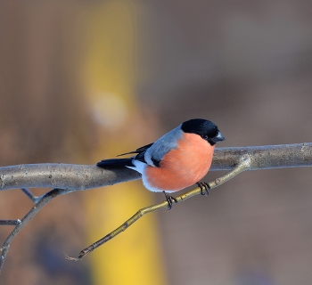 Bullfinch / ***