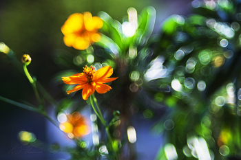 Solar Flower / ***
