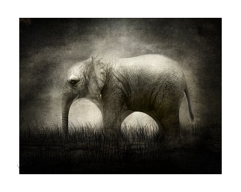 Elephant / digital art